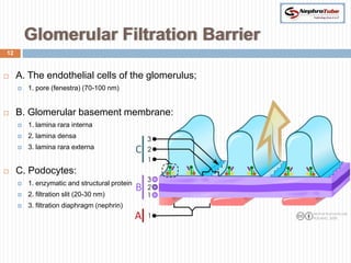 Glomerular Filtration Barrier
12



    A. The endothelial cells of the glomerulus;
        1. pore (fenestra) (70-100 nm)


    B. Glomerular basement membrane:
        1. lamina rara interna
        2. lamina densa
        3. lamina rara externa


    C. Podocytes:
        1. enzymatic and structural protein
        2. filtration slit (20-30 nm)
        3. filtration diaphragm (nephrin)
 