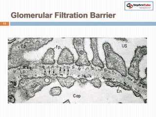 Glomerular Filtration Barrier
13
 