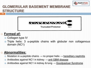 GLOMERULAR BASEMENT MEMBRANE
STRUCTURE
14




    Formed of:
        Collagen type IV
        Triple helix: 3 α-peptide chains with globular non collagenous
         domain (NC1)

    Abnormalities:
        Mutation in α-peptide chains → no proper helix → hereditary nephritis
        Antibodies against NC1 in kidney → anti GBM disease
        Antibodies against NC1 in kidney & lung → Goodpastuer Syndrome
 