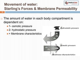 Movement of water:
     Starling’s Forces & Membrane Permeability
19




    The amount of water in each body compartment is
     dependent on:
        1- osmotic pressure
        2- hydrostatic pressure
        + Membrane characteristics
 