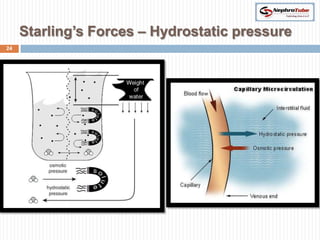 Starling’s Forces – Hydrostatic pressure
24
 