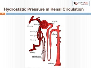 Hydrostatic Pressure in Renal Circulation
29
 