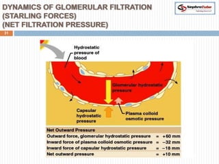 DYNAMICS OF GLOMERULAR FILTRATION
(STARLING FORCES)
(NET FILTRATION PRESSURE)
31
 