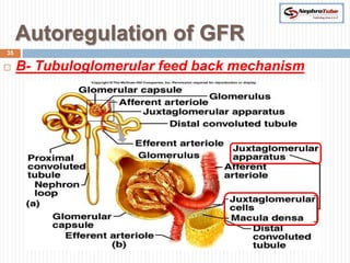 Autoregulation of GFR
35

    B- Tubuloglomerular feed back mechanism
 