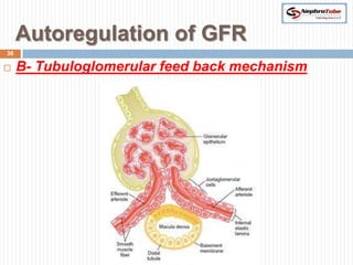 Autoregulation of GFR
36

    B- Tubuloglomerular feed back mechanism
 