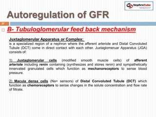Autoregulation of GFR
37

    B- Tubuloglomerular feed back mechanism
     Juxtaglomerular Apparatus or Complex:
     is a specialized region of a nephron where the afferent arteriole and Distal Convoluted
     Tubule (DCT) come in direct contact with each other. Juxtaglomeruar Apparatus (JGA)
     consists of:

     1) Juxtaglomerular cells (modified smooth muscle cells) of afferent
     arteriole including renin containing (synthesizes and stores renin) and sympathetically
     innervated granulated cells which function as mechanoreceptors to sense blood
     pressure.

     2) Macula densa cells (Na+ sensors) of Distal Convoluted Tubule (DCT) which
     function as chemoreceptors to sense changes in the solute concentration and flow rate
     of filtrate.
 