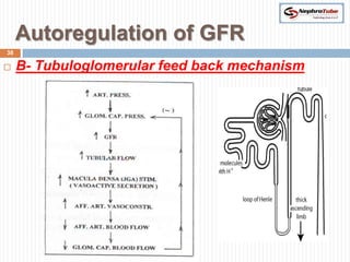 Autoregulation of GFR
38

    B- Tubuloglomerular feed back mechanism
 