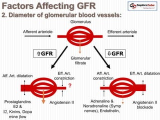 Factors Affecting GFR
2. Diameter of glomerular blood vessels:
43
                                           Glomerulus

             Afferent arteriole                                 Efferent arteriole




                       GFR                                     GFR
                                           Glomerular
                                             filtrate

                                    Eff. Art.             Aff. Art.          Eff. Art. dilatation
Aff. Art. dilatation
                                  constriction          constriction
                                          ?

 Prostaglandins              Angiotensin II         Adrenaline &               Angiotensin II
      E2 &                                       Noradrenaline (Symp             blockade
I2, Kinins, Dopa                                 nerves), Endothelin,
    mine (low
 