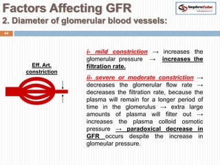 Factors Affecting GFR
2. Diameter of glomerular blood vessels:
44




                    i- mild constriction → increases the
                    glomerular pressure → increases the
       Eff. Art.    filtration rate.
     constriction
                    ii- severe or moderate constriction →
                    decreases the glomerular flow rate →
                    decreases the filtration rate, because the
                    plasma will remain for a longer period of
                    time in the glomerulus → extra large
                    amounts of plasma will filter out →
                    increases the plasma colloid osmotic
                    pressure → paradoxical decrease in
                    GFR occurs despite the increase in
                    glomeular pressure.
 