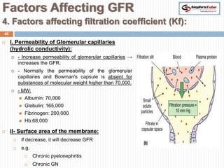 Factors Affecting GFR
4. Factors affecting filtration coefficient (Kf):
46

    I. Permeability of Glomerular capillaries
     (hydrolic conductivity):
         - Increase permeability of glomerular capillaries →
          increases the GFR.
         - Normally the permeability of the glomerular
          capillaries and Bowman's capsule is absent for
          substances of molecular weight higher than 70,000.
         - MW:
             Albumin: 70,000
             Globulin: 165,000
             Fibrinogen: 200,000
             Hb:68,000

    II- Surface area of the membrane:
          if decrease, it will decrease GFR
          e.g.
                 Chronic pyelonephritis
                 Chronic GN
 