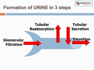Formation of URINE in 3 steps
7




                Tubular         Tubular
              Reabsorption      Secretion


Glomerular                      Excretion
 Filtration
 