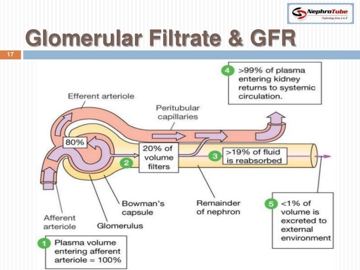 Renal Physiology II Glomerular Structure Filtration Renal Physiology II Glomerular Structure Filtration