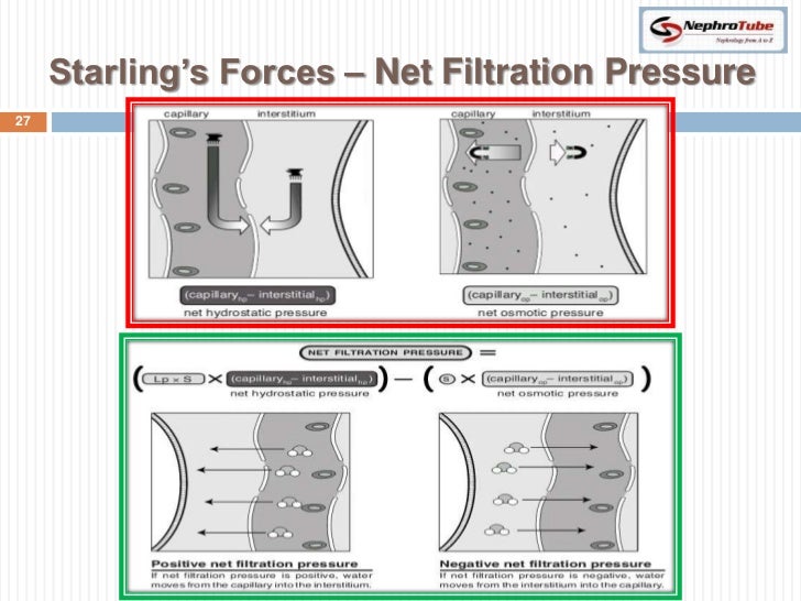 Renal Physiology (II) Glomerular Structure & Filtration