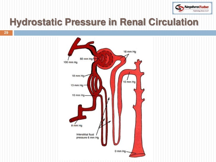 Renal Physiology (II) Glomerular Structure & Filtration