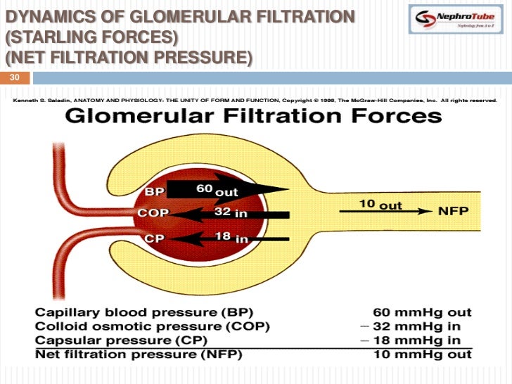 Renal Physiology (II) Glomerular Structure & Filtration
