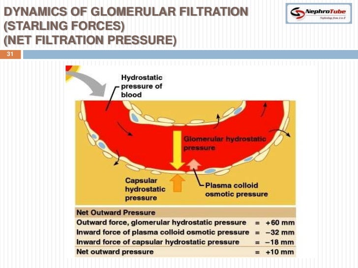 Renal Physiology (II) Glomerular Structure & Filtration
