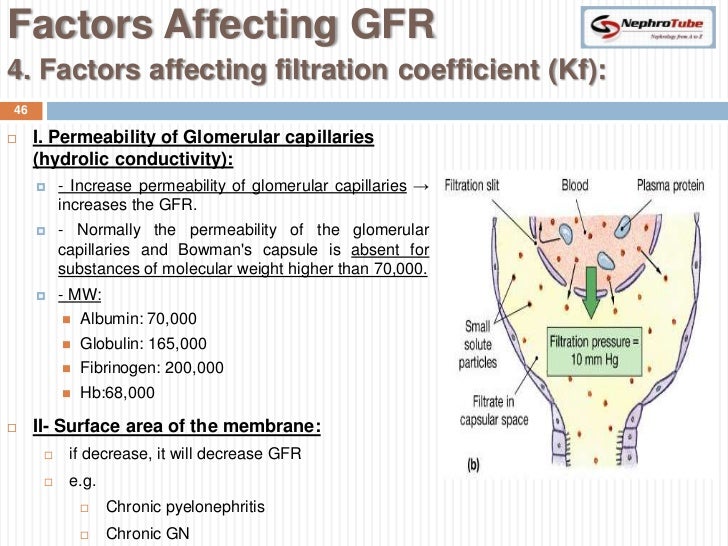 Renal Physiology (II) Glomerular Structure & Filtration