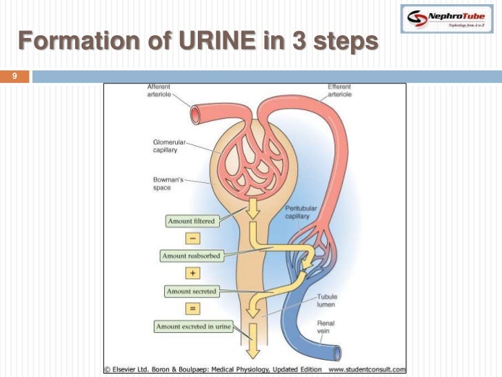Renal Physiology (II) Glomerular Structure & Filtration