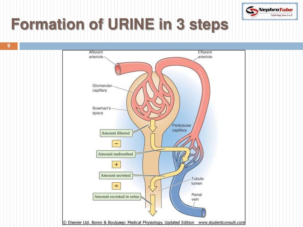 Renal Physiology (II) Glomerular Structure & Filtration Dr. Gawad