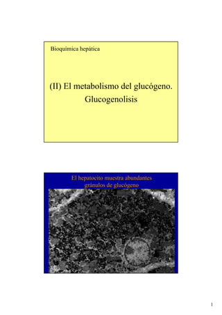 Bioquímica hepática




(II) El metabolismo del glucógeno.
          Glucogenolisis




        El hepatocito muestra abundantes
             gránulos de glucógeno




                                           1
 