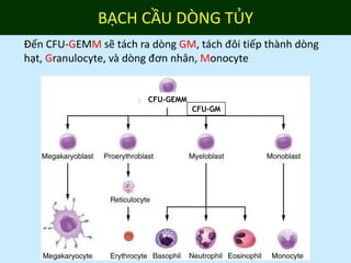 2-HEMOPOIESIS_2017.pptx