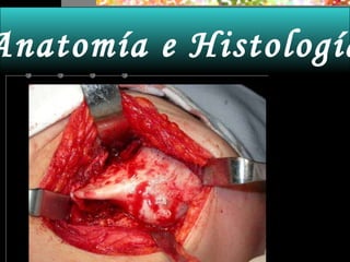 Anatomía e Histología 