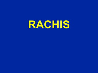 RACHIS
 