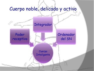 Cuerpo noble, delicado y activo


             Integrador

   Poder                    Ordenador
 receptivo                   del SN


                Cuerpo
              Inteligente
 