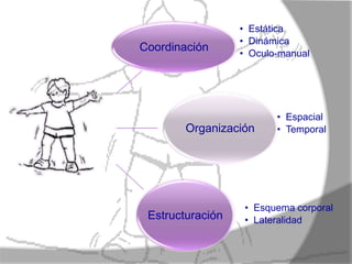 • Estática
                  • Dinámica
Coordinación      • Oculo-manual




                         • Espacial
        Organización     • Temporal




                   • Esquema corporal
 Estructuración    • Lateralidad
 