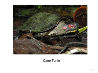 2 hotspots of biodiversity | PPTX