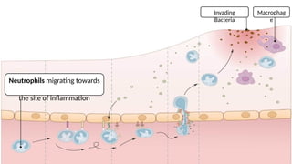 Comprehensive Overview of the Human Immune System and Its Cellular ...