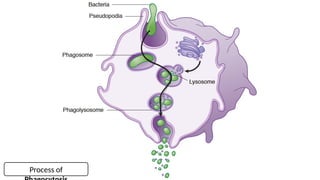 Comprehensive Overview of the Human Immune System and Its Cellular ...