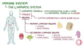 Comprehensive Overview of the Human Immune System and Its Cellular ...