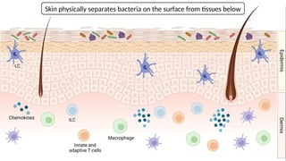 Comprehensive Overview of the Human Immune System and Its Cellular ...