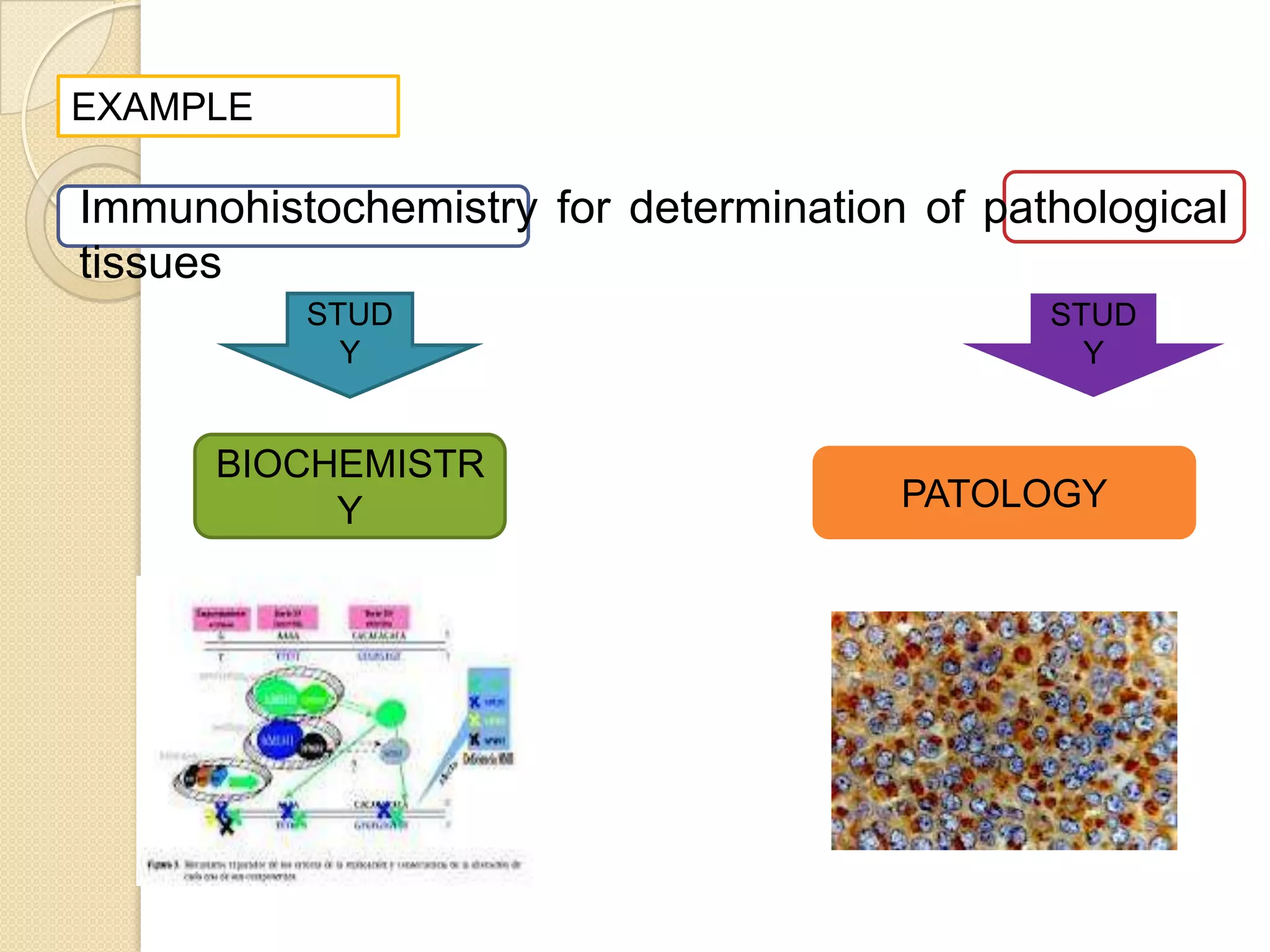 EXAMPLE

Immunohistochemistry for determination of pathological
tissues
          STUD                               STUD
            Y                                  Y


      BIOCHEMISTR
           Y                          PATOLOGY
 