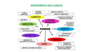 IMPORTÂNCIA DOS FUNGOS
 