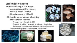 Econômicae Nutricional
• Consumo integral dos fungos
• Agaricus bisporus (Champignon)
• Lentinula edodes (Shiitake)
• Pleurotus ostreatus (Shimeji)
• Utilização no preparo de alimentos
• Saccharomyces cerevisiae
• Produção pão – liberação de CO2
• Produção de bebida – conversão de açúcar em álcool etílico
• Substâncias responsáveis por sabores de cerveja, uísque e rum
• Penicillium roqueforti e Penicillium camemberti
Pleurotus ostreatus
Agaricus bisporus Lentinula edodes
 