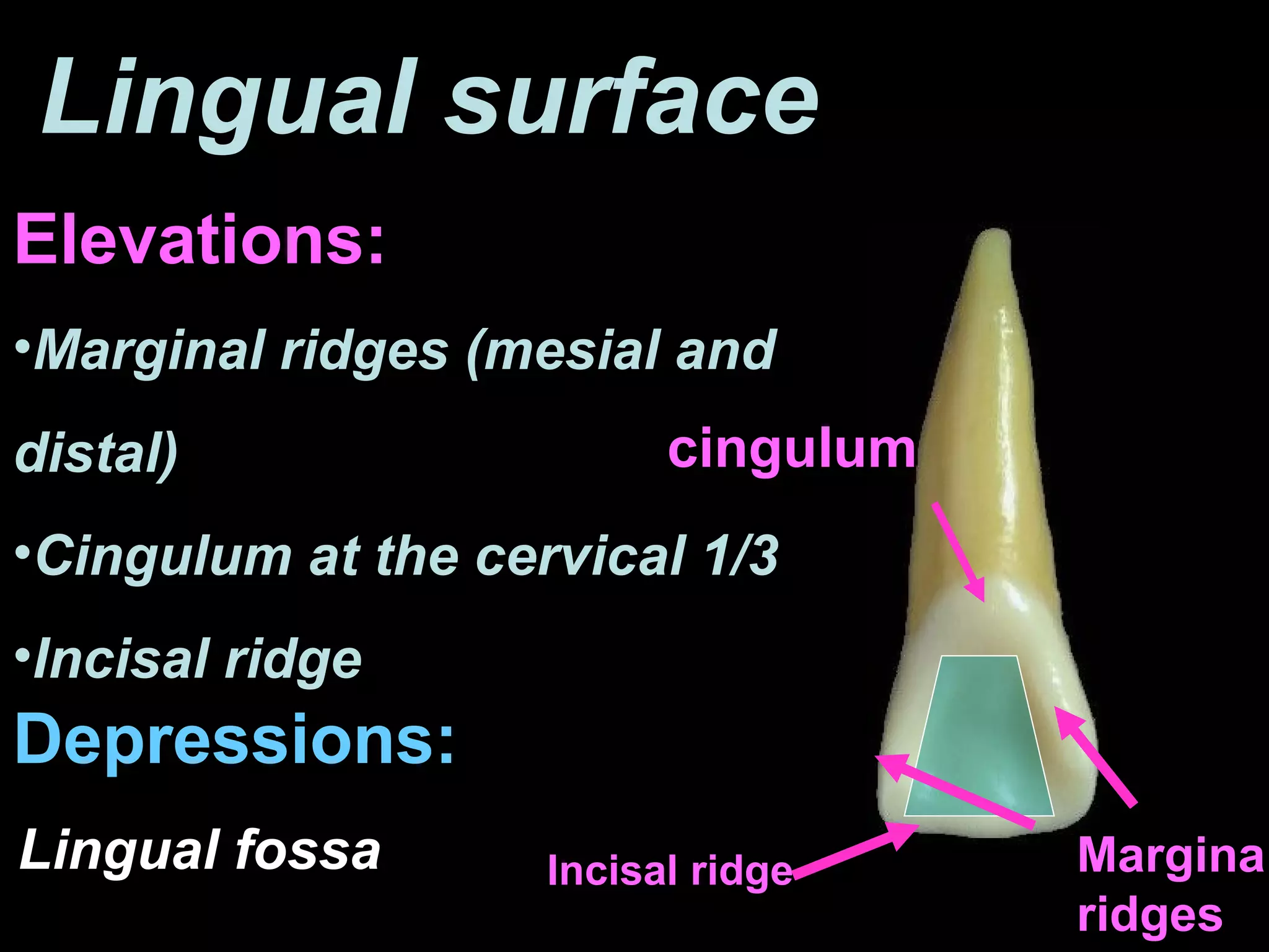 Dentition Ch. 2 - Incisors | PPT