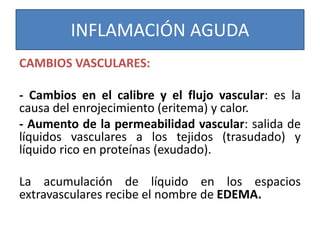 INFLAMACIÓN AGUDA
CAMBIOS VASCULARES:
- Cambios en el calibre y el flujo vascular: es la
causa del enrojecimiento (eritema) y calor.
- Aumento de la permeabilidad vascular: salida de
líquidos vasculares a los tejidos (trasudado) y
líquido rico en proteínas (exudado).
La acumulación de líquido en los espacios
extravasculares recibe el nombre de EDEMA.
 