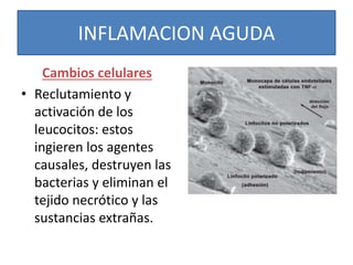 INFLAMACION AGUDA
Cambios celulares
• Reclutamiento y
activación de los
leucocitos: estos
ingieren los agentes
causales, destruyen las
bacterias y eliminan el
tejido necrótico y las
sustancias extrañas.
 