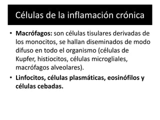 Células de la inflamación crónica
• Macrófagos: son células tisulares derivadas de
los monocitos, se hallan diseminados de modo
difuso en todo el organismo (células de
Kupfer, histiocitos, células microgliales,
macrófagos alveolares).
• Linfocitos, células plasmáticas, eosinófilos y
células cebadas.
 