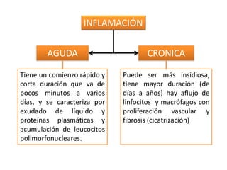 INFLAMACIÓN
AGUDA CRONICA
Tiene un comienzo rápido y
corta duración que va de
pocos minutos a varios
días, y se caracteriza por
exudado de líquido y
proteínas plasmáticas y
acumulación de leucocitos
polimorfonucleares.
Puede ser más insidiosa,
tiene mayor duración (de
días a años) hay aflujo de
linfocitos y macrófagos con
proliferación vascular y
fibrosis (cicatrización)
 