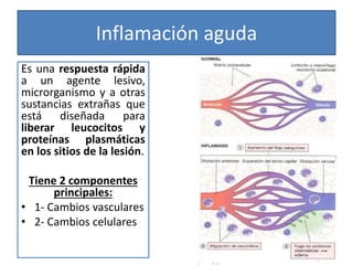 Inflamación aguda
Es una respuesta rápida
a un agente lesivo,
microrganismo y a otras
sustancias extrañas que
está diseñada para
liberar leucocitos y
proteínas plasmáticas
en los sitios de la lesión.
Tiene 2 componentes
principales:
• 1- Cambios vasculares
• 2- Cambios celulares
 
