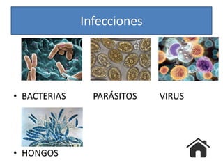 Infecciones
• BACTERIAS PARÁSITOS VIRUS
• HONGOS
 