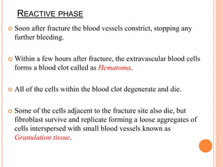REACTIVE PHASE
 Soon after fracture the blood vessels constrict, stopping any
further bleeding.
 Within a few hours after fracture, the extravascular blood cells
forms a blood clot called as Hematoma.
 All of the cells within the blood clot degenerate and die.
 Some of the cells adjacent to the fracture site also die, but
fibroblast survive and replicate forming a loose aggregates of
cells interspersed with small blood vessels known as
Granulation tissue.
 