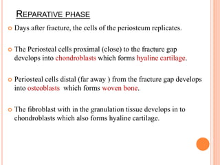 REPARATIVE PHASE
 Days after fracture, the cells of the periosteum replicates.
 The Periosteal cells proximal (close) to the fracture gap
develops into chondroblasts which forms hyaline cartilage.
 Periosteal cells distal (far away ) from the fracture gap develops
into osteoblasts which forms woven bone.
 The fibroblast with in the granulation tissue develops in to
chondroblasts which also forms hyaline cartilage.
 