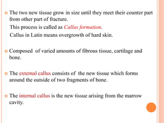  The two new tissue grow in size until they meet their counter part
from other part of fracture.
This process is called as Callus formation.
Callus in Latin means overgrowth of hard skin.
 Composed of varied amounts of fibrous tissue, cartilage and
bone.
 The external callus consists of the new tissue which forms
around the outside of two fragments of bone.
 The internal callus is the new tissue arising from the marrow
cavity.
 