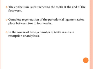  The epithelium is reattached to the tooth at the end of the
first week.
 Complete regeneration of the periodontal ligament takes
place between two to four weeks.
 In the course of time, a number of teeth results in
resorption or ankylosis.
 