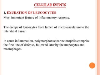 CELLULAR EVENTS
1. EXUDATION OF LEUCOCYTES
Most important feature of inflammatory response.
The escape of leucocytes from lumen of microvasculature to the
interstitial tissue.
In acute inflammation, polymorphonuclear neutrophils comprise
the first line of defense, followed later by the monocytes and
macrophages.
 