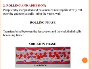 2. ROLLING AND ADHESION:
Peripherally marginated and pavemented neutrophils slowly roll
over the endothelial cells lining the vessel wall.
ROLLING PHASE
Transient bond between the leucocytes and the endothelial cells
becoming firmer.
ADHESION PHASE
 